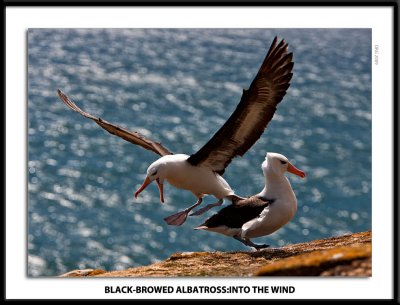 BB Albatross :Into the wind