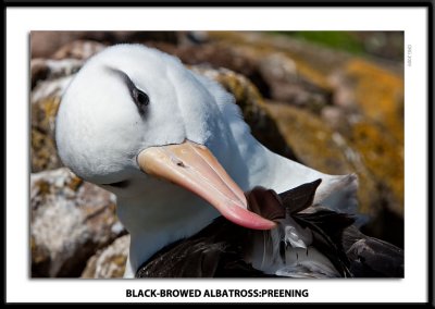 BB Albatross: Preening