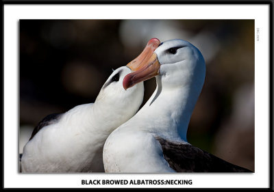 BB Albatross :Necking