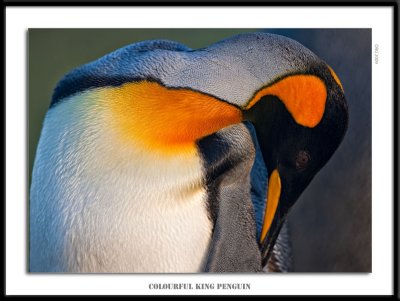 Colourful King Penguin
