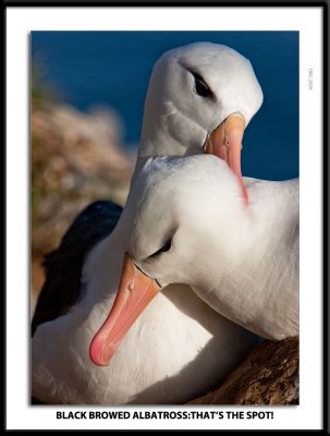 _G0G6913-BB Albatross Thats the spot.jpg