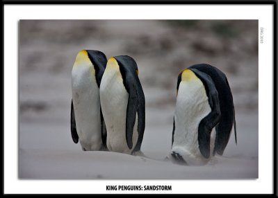 Falkland Islands 2010