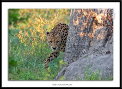 _G0G0906-Cheetah Sneaking Around.jpg
