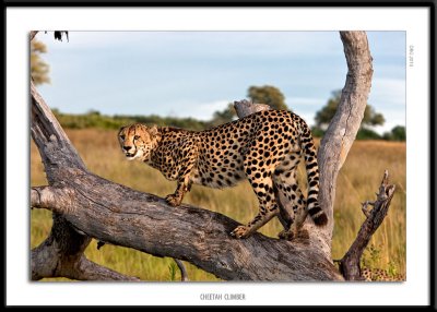 _G0G1118-Cheetah Climber.jpg