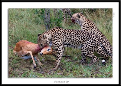 _G0G1230-Cheetah Death Grip.jpg