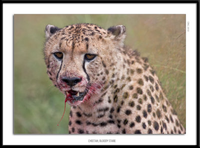 _G0G1383-Cheetah Bloody Stare.jpg