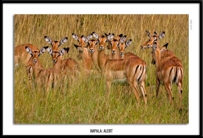 _G0G3467-Impala Alert.jpg