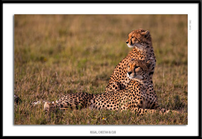 _G0G5020-Regal Cheetah  Cub.jpg