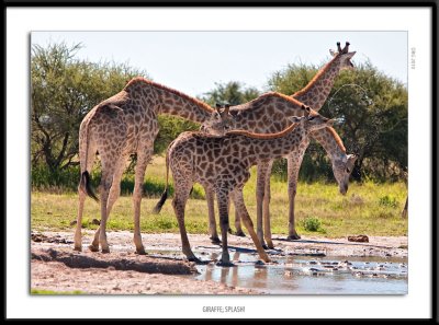 _G0G6168-Giraffes Splash.jpg