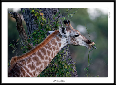 _G0G6172-Giraffe Last Leaf.jpg