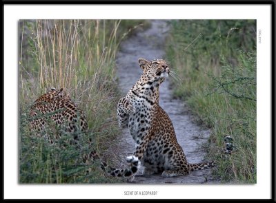 _G0G6490-Scent of a Leopard.jpg