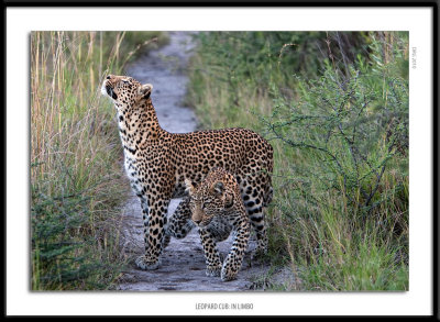 _G0G6481-Leopard Cub in Limbo.jpg