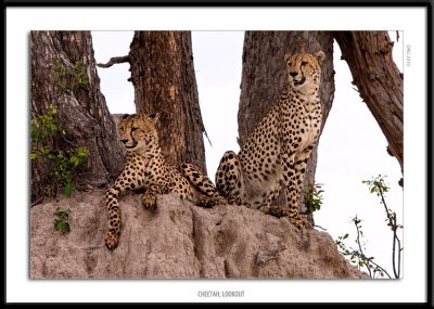 _G0G8083-Cheetah Lookout.jpg