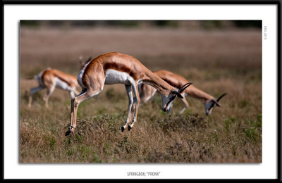 _G0G8282-Springbok Pronk.jpg