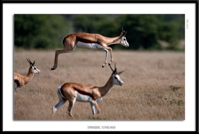 _G0G8319-Springbok Flying High.jpg