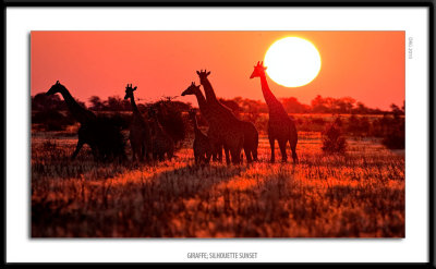 _G0G8483-Giraffe Silhouette Sunset.jpg