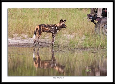 0071-Wild Dog Nosey.jpg