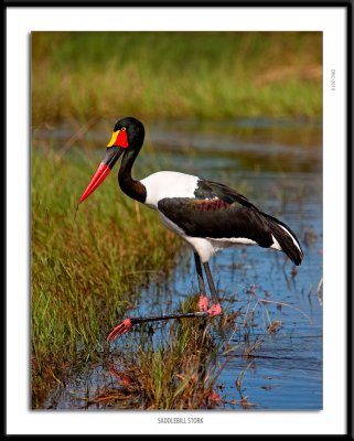 2275-Saddlebill Stork.jpg