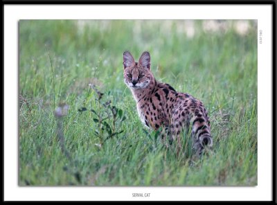 3625-Serval Cat.jpg