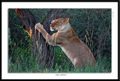 5749-Lion Scratch.jpg