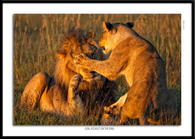 5871-Lion Assault on the King.jpg