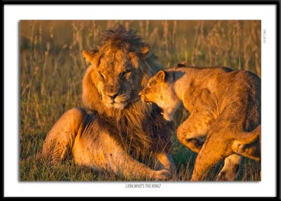 5872-Lion Whos the King.jpg