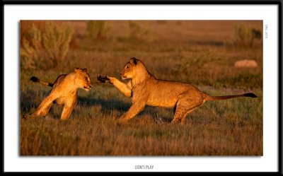 5879-Lions play.jpg