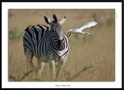 6949-Zebra Taking Flight.jpg