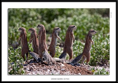 7335-Ground Squirrel Six Pack.jpg