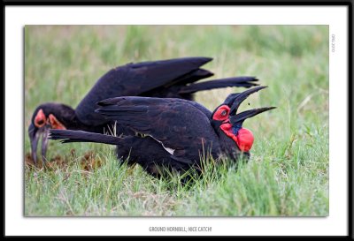 7523-Ground Hornbill Nice Catch.jpg