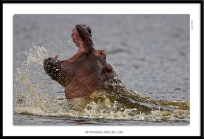 7684-Hippopotamus Dont Botherus.jpg