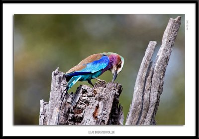 8295-Lilac Breasted Roller.jpg