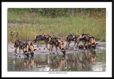 9982-Wild Dog Before the Hunt.jpg