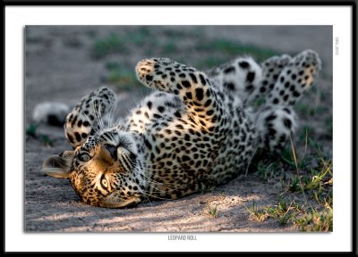 6314-Leopard Roll.jpg