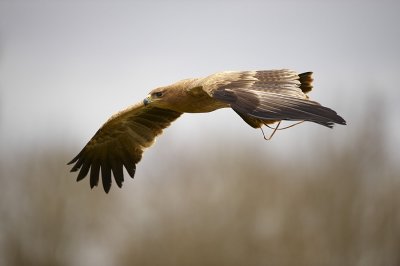 Indian Tawny Eagle