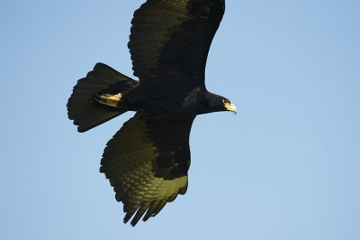 Verraux Black Eagle