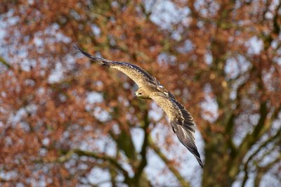 Tawny Eagle