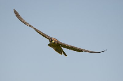 Lanner Falcon