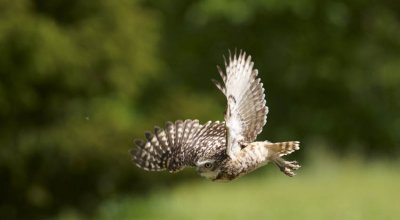 Burrowing Owl flying 292
