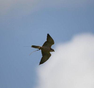 Lanner Falcon flying 298