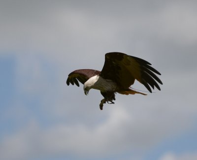 Brahminy Kite flying catching food in talons 305