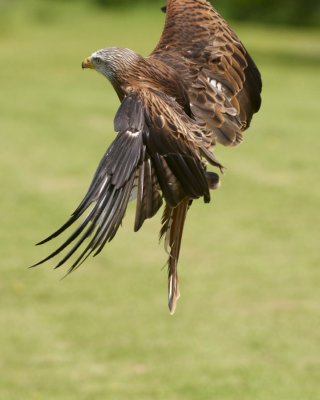 Red Kite flying low pouncing 317