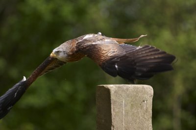 Red Kite taking off from perch 321