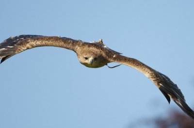 Indian Tawny Eagle flying crop 336