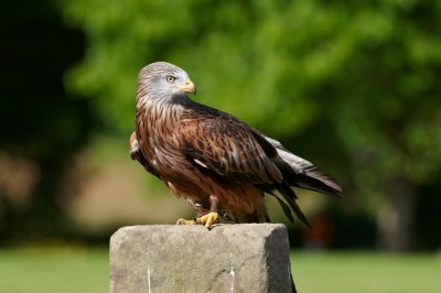 Red Kite perched on post 364