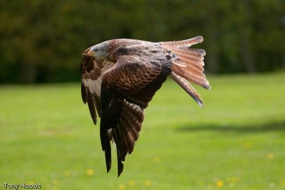 International Bird of Prey Centre Newent UK - Take 4