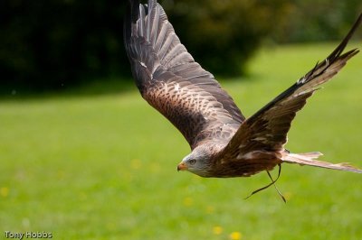 Red kite Milvus milvus