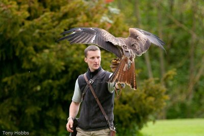 Red kite Milvus milvus