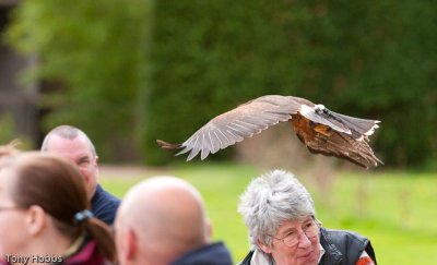 Harris hawk Parabuteo unicinctus