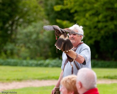 Harris hawk Parabuteo unicinctus